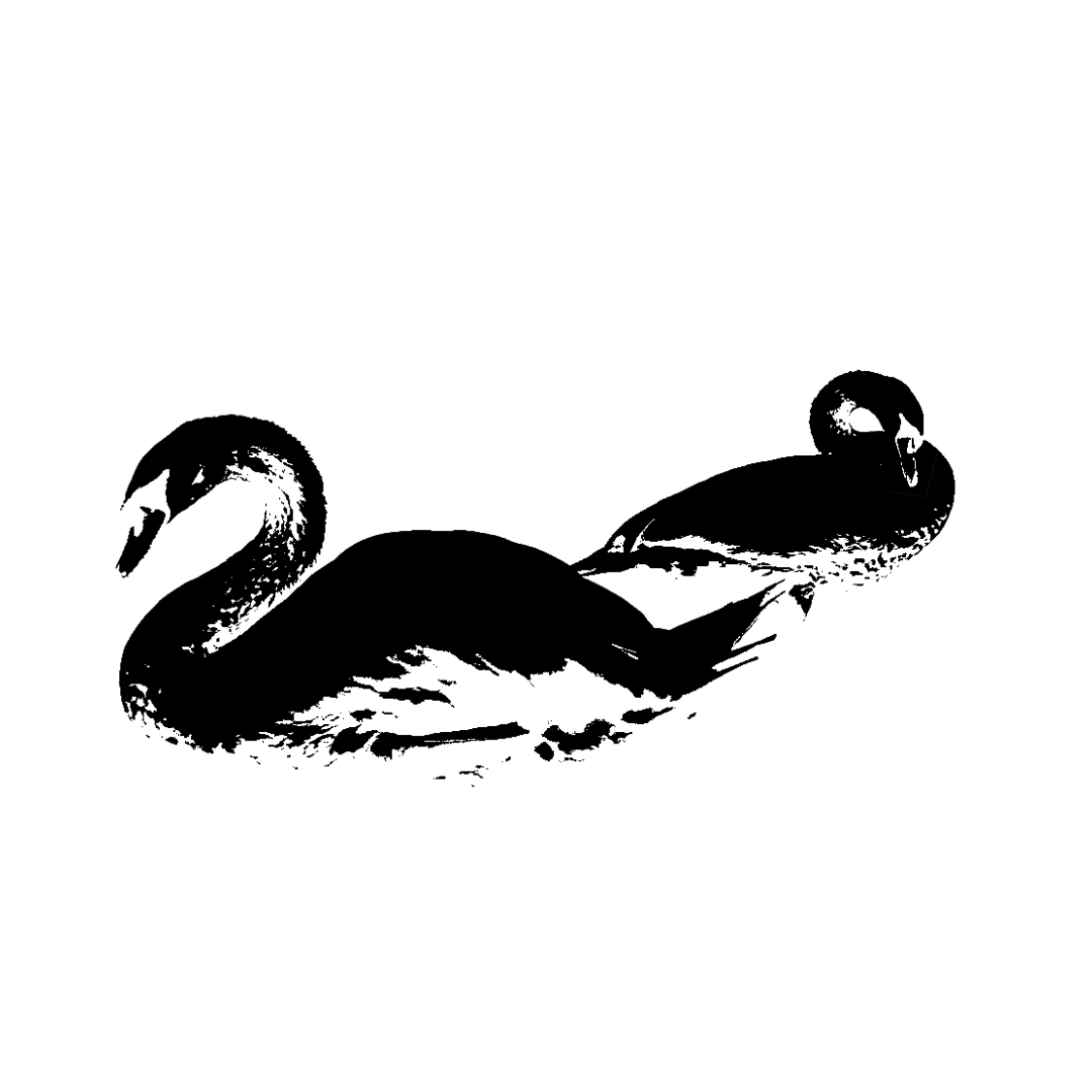 Swans